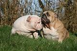BULLDOG ANGLAIS 135